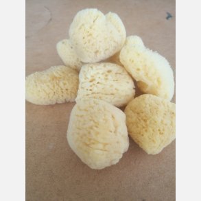 Natursvamp Mini 10-25mm diameter) pr. stk.